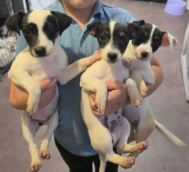 jack rustle puppies