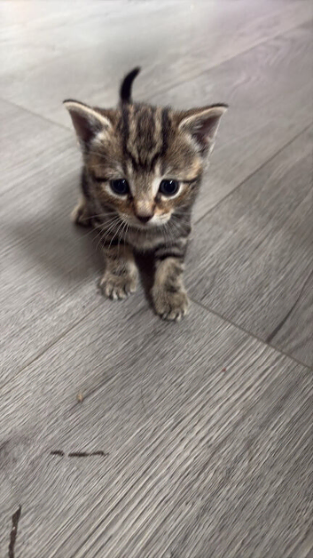 2 beautiful tabby&rsquo;s ready now