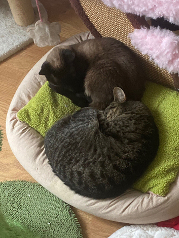 Bonded pair of female cats