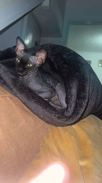 Male kitten for sale