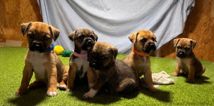 Border Lakeland Puppies