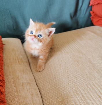 Pedigree Persian exotic x domestic short haired kittens