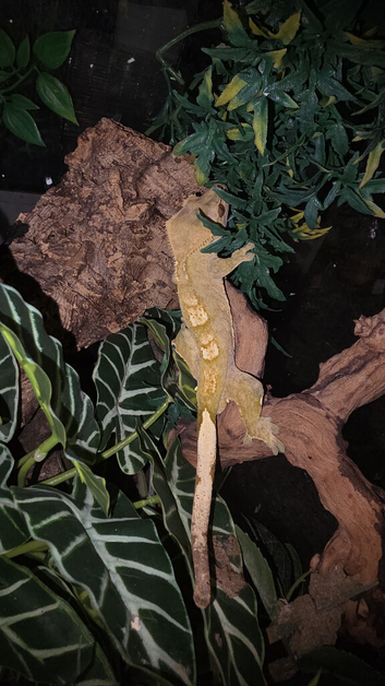 Male crested gecko