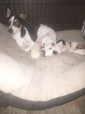 Jack Russell puppies girls and boys