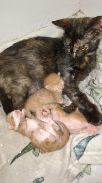 Ginger kittens