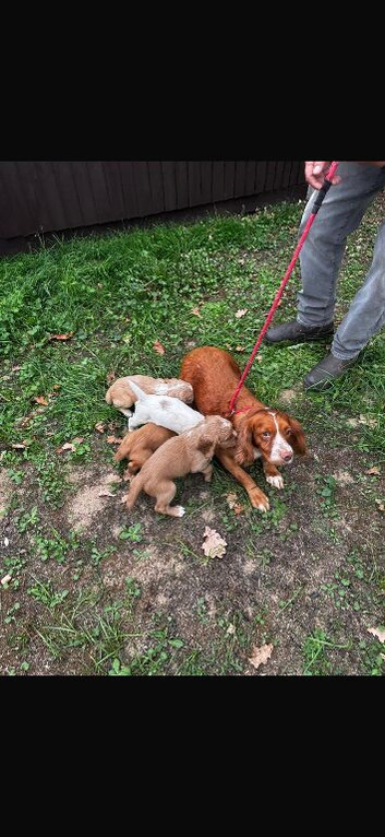Beautiful cocker spaniel puppies