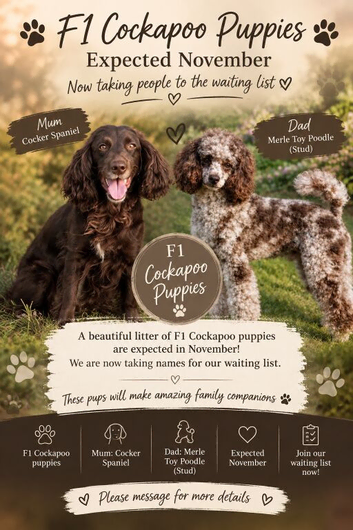 Cockapoo puppies due November