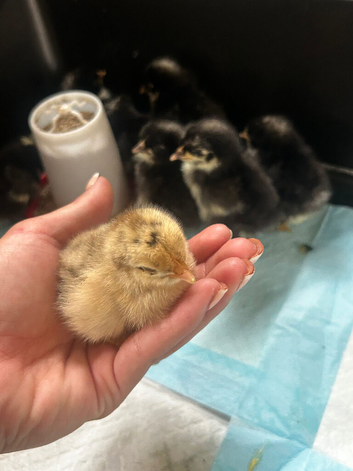 9 day old pekin chicks