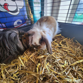 Lionlop and guineapig