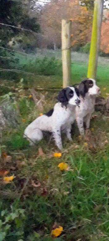 Springer black and white