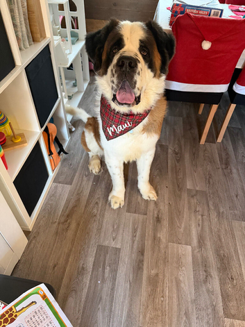 Saint Bernard
