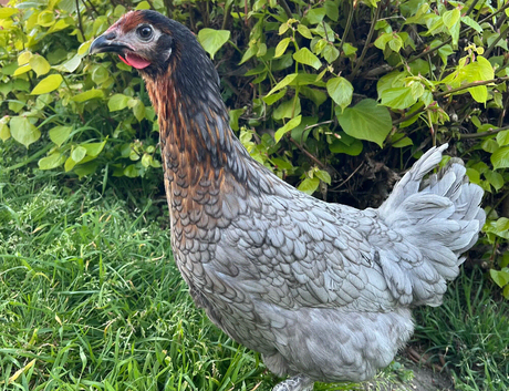 5x POL Hybrid Hens for sale!!