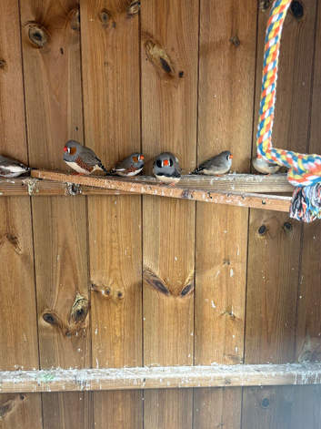 Zebra finch's for sale