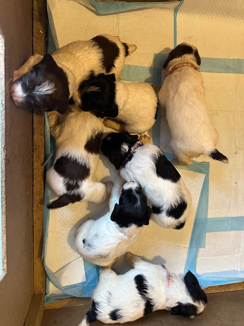 Gorgeous KC Springer Spaniel Puppies