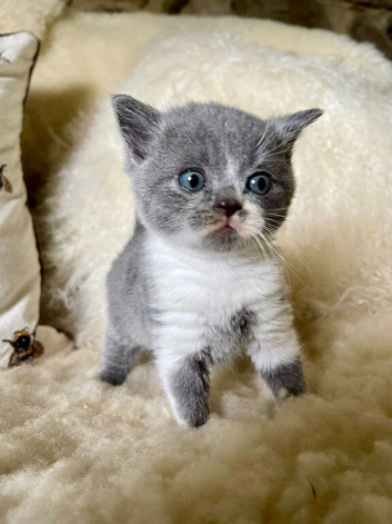 British Shorthair male Kitten