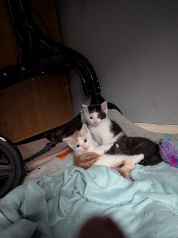 2 adorable boy Kittens. Ready to leave in 3 weeks
