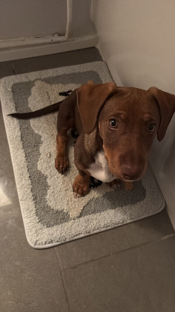 Cody needs a forever home