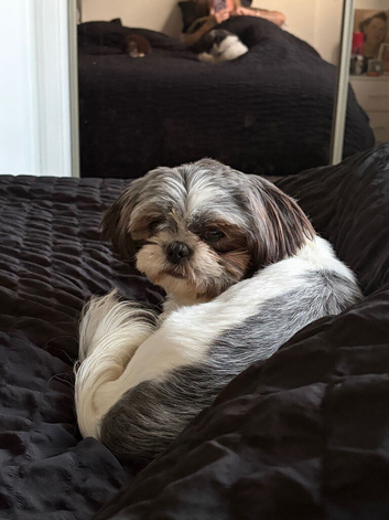 KC Reg Shih Tzu bitch