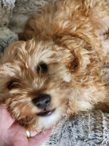 Pup 12weeks