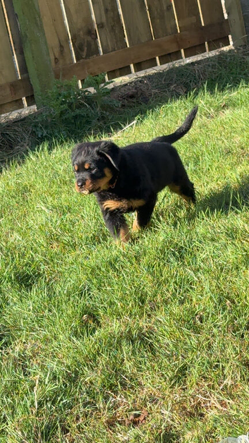 9 week old rottie pup male.