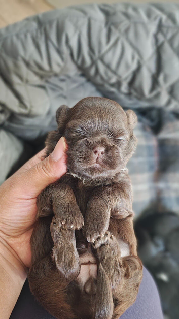 5 Imperial Puppies
