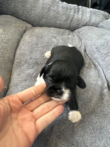 Shih Tzu puppies