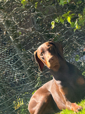 15th month old Doberman male