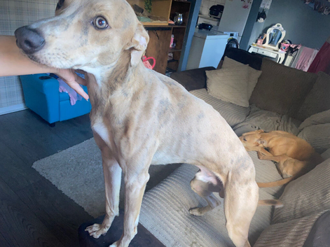 Lurcher for sale