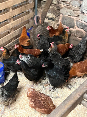 Point of lay pullets