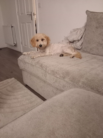 20 week old cockapoo