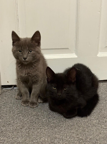 2 Kittens Grey and Black Pair