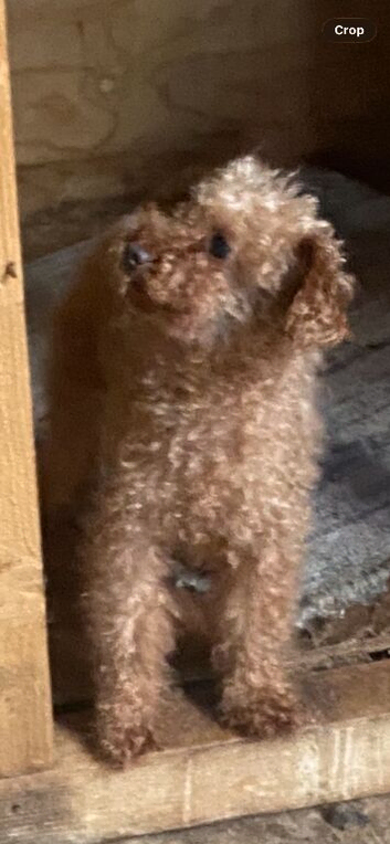 Toy poodle puppy&rsquo;s