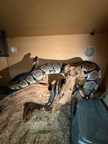 Royal python plus set up