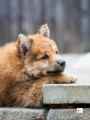 Italian Volpino puppies