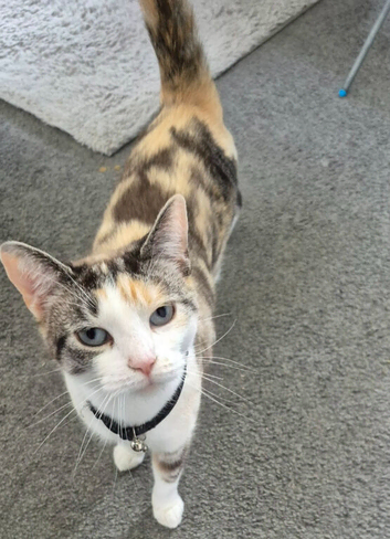 Gorgeous 3 year old cat needs rehoming asap