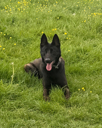 Female Belgain Malinois