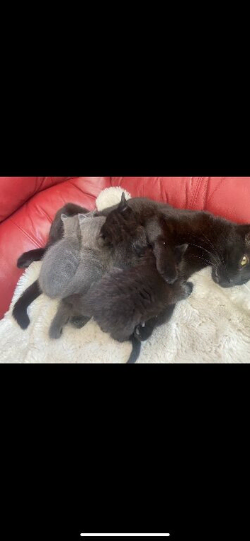 ALL HAVE FOUND FOREVER HOMES!!!