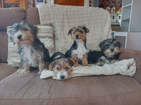 Stunning Yorkshire terrier puppies, traditional & scruffy wire haired available