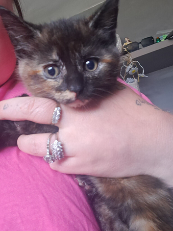 F Kitten looking for her forever home