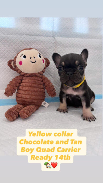 Adorable Frenchbulldog Puppies