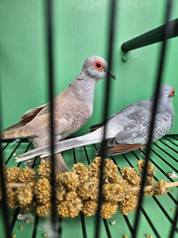 Adult pair diamond doves