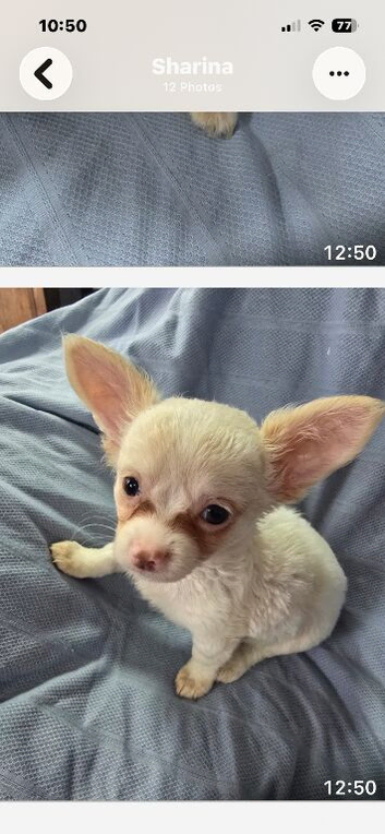 Chihuahua puppies