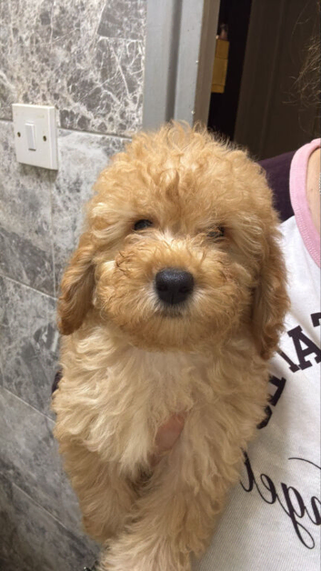 Beautiful Poodle Puppies