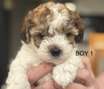 Gorgeous maltipoo puppies