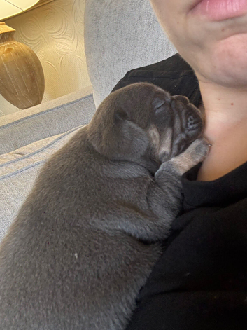 Frenchie puppys