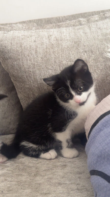 Kittens