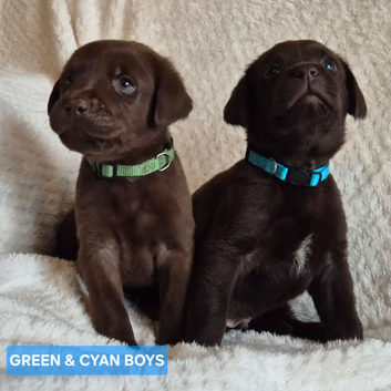 Exceptional KC Reg Chocolate Labrador Puppies