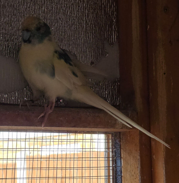 Cockatiel and Kakariki pairs