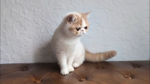 GCCF Female Persian Kitten