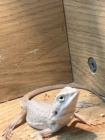 Snow White x zero Bearded dragon